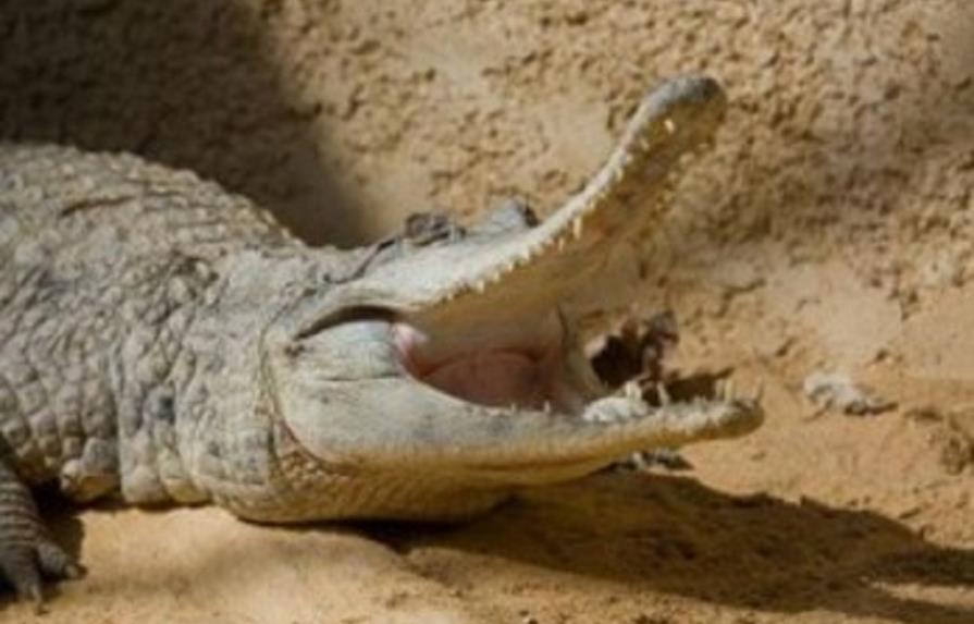 Escapan miles de cocodrilos en Sudáfrica