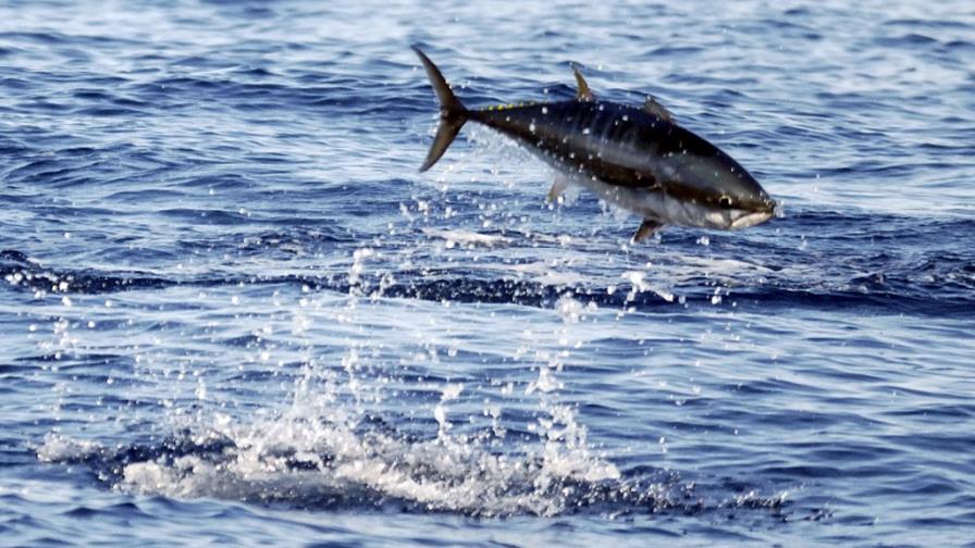 Panamá y Japón ratifican el proyecto para la preservación de dos especies de atún