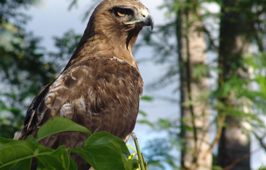Guaraguao podría ser símbolo de Águilas Cibaeñas
