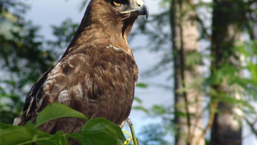 Guaraguao podría ser símbolo de Águilas Cibaeñas