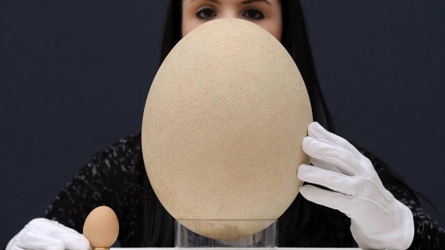 Subastan un huevo de ave elefante en Christie´s