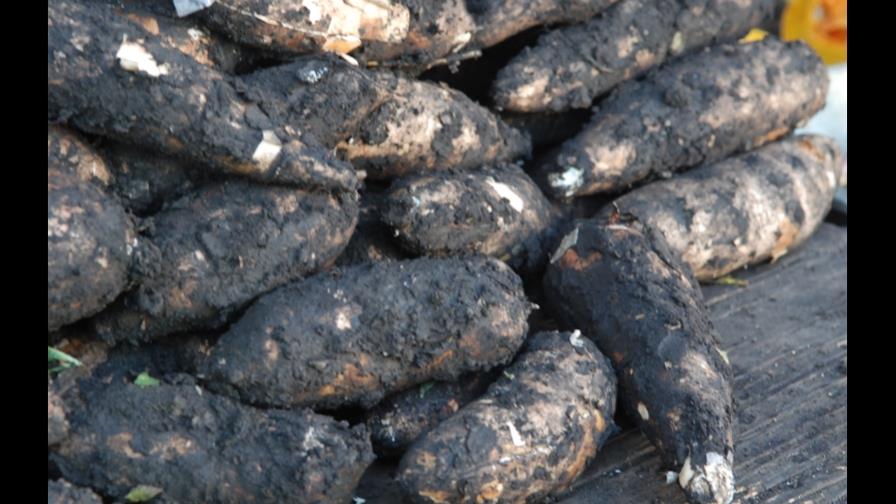 La yuca puede convertirse en el cultivo del siglo XXI, según la FAO La yuca puede convertirse en el cultivo del siglo XXI, según la FAO