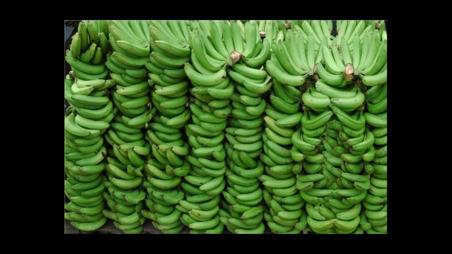 El precio de la unidad de plátano oscila entre RD$10 y RD$15 El precio de la unidad de plátano oscila entre RD$10 y RD$15