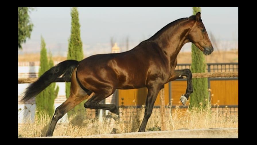 Debutan cuatro nuevos potros en el hipódromo V Centenario