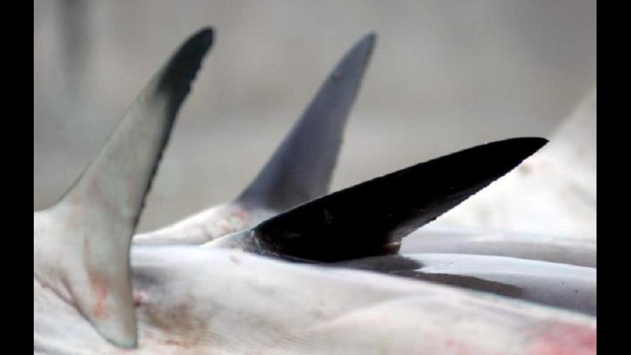 El estado de Nueva York prohíbe la venta de aletas de tiburón El estado de Nueva York prohíbe la venta de aletas de tiburón
