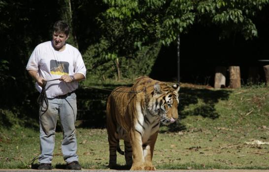 Brasil: Familia batalla por quedarse con tigres