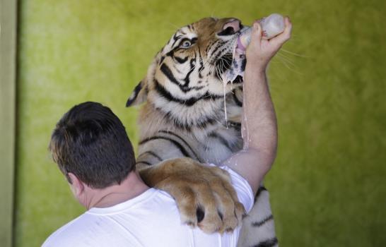 Brasil: Familia batalla por quedarse con tigres