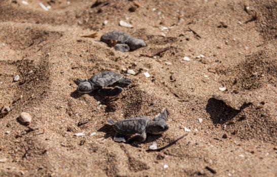 Nacen las primeras tortugas de Jaira en Güibia