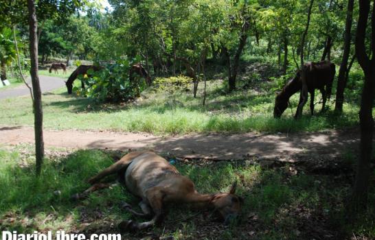 La Unidad de Protección Animal del Ministerio Público rescata 32 caballos