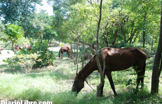 La Unidad de Protección Animal del Ministerio Público rescata 32 caballos