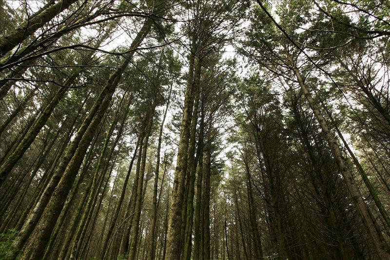 Representantes de 17 países analizan herramientas para proteger bosques