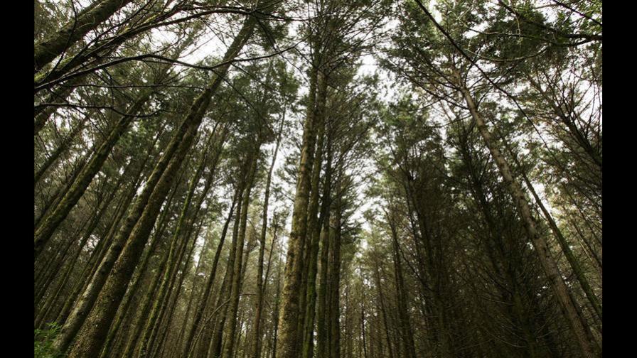 Representantes de 17 países analizan herramientas para proteger bosques