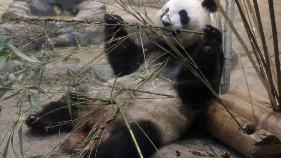 ¿Una panda gigante embarazada?