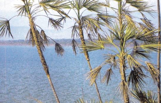 Nueva especie de palma fue hallada en Lago Enriquillo