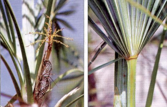 Nueva especie de palma fue hallada en Lago Enriquillo