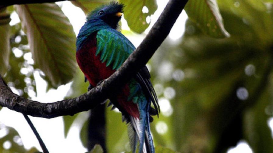 América es el continente de las aves, según Birdlife International