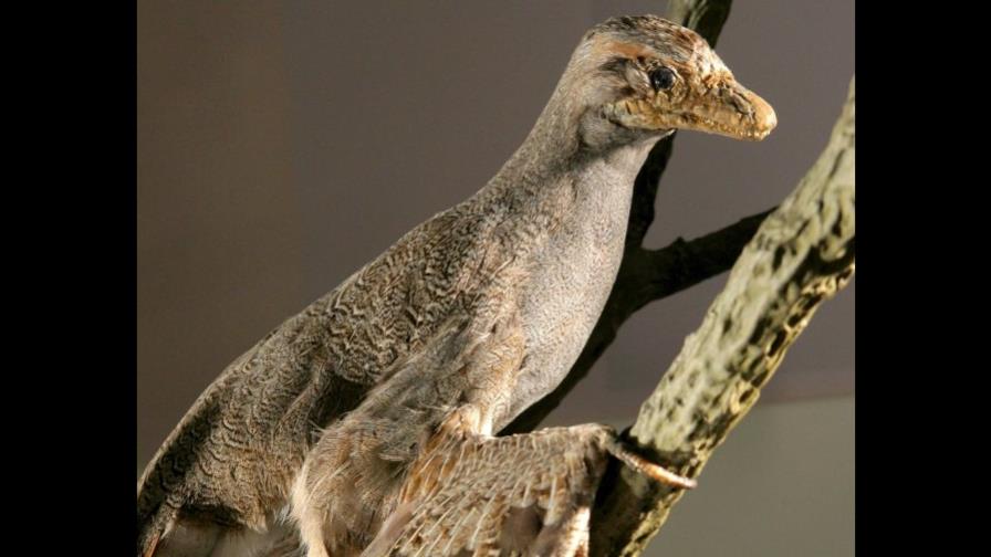 Archaeopteryx… nuevas pistas sobre el origen de las aves