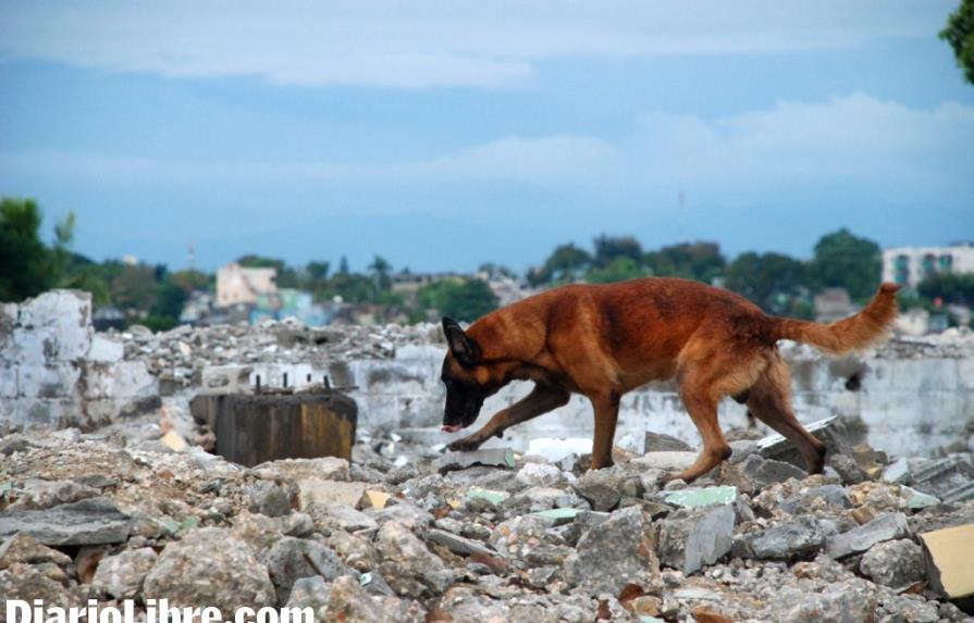 Unidad canina para rescatar a las personas bajo los escombros en Santo Domingo Este