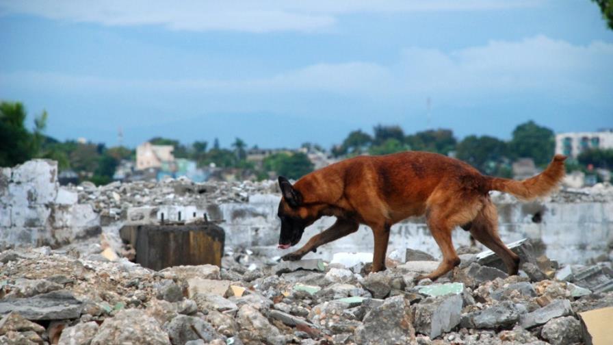 Unidad canina para rescatar a las personas bajo los escombros en Santo Domingo Este
