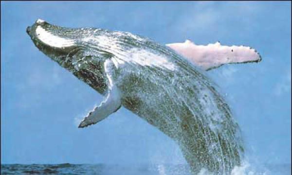Corte Internacional ordena a Japón que revoque los permisos de caza de ballenas