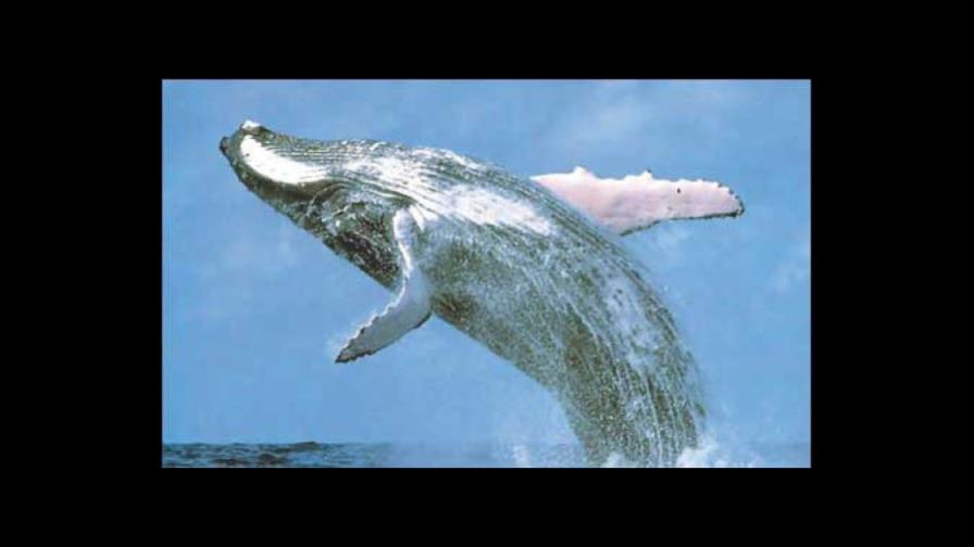 Corte Internacional ordena a Japón que revoque los permisos de caza de ballenas Corte Internacional ordena a Japón que revoque los permisos de caza de ballenas