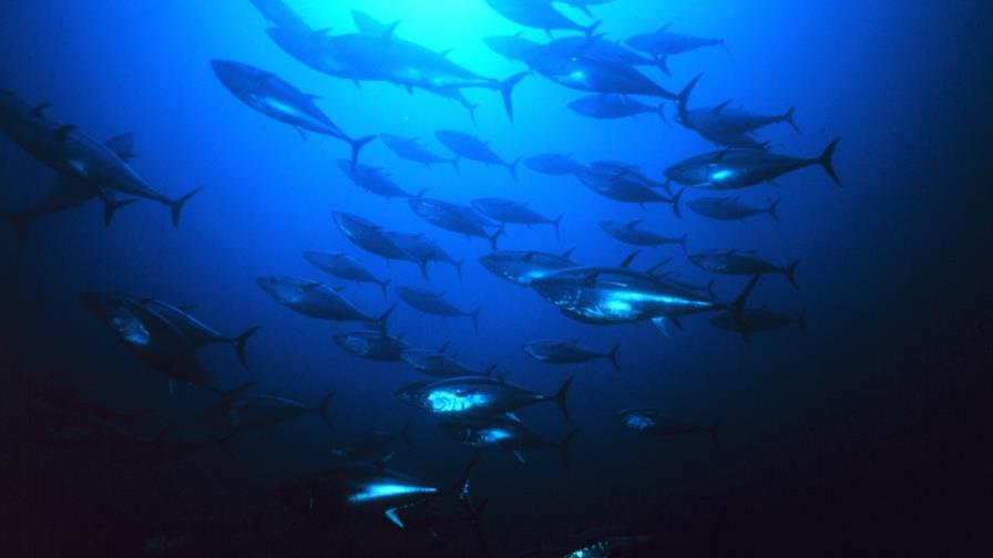 Los líderes del Pacífico llaman a proteger la biodiversidad de los océanos