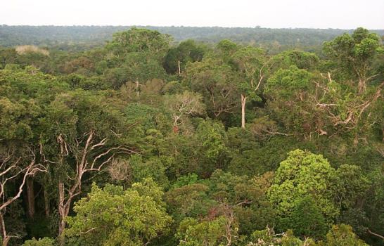 Perú ha conservado más 2 millones de hectáreas de bosques con bonos carbono