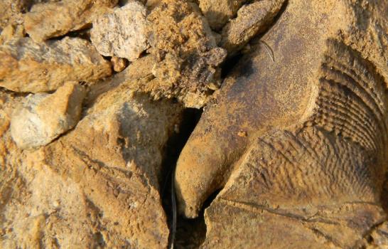 Pueblo chileno busca reconocimiento de fósiles de 300 millones de años