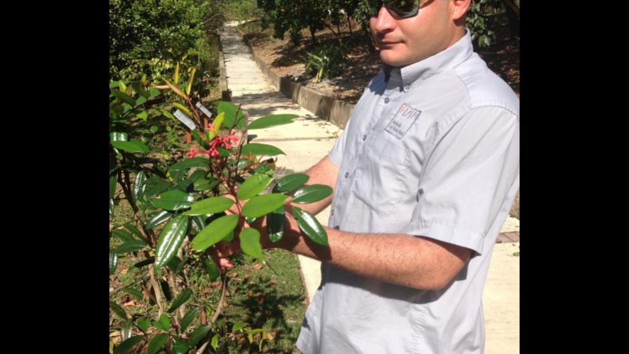 Al menos 48 especies vegetales están en peligro de extinción en Puerto Rico