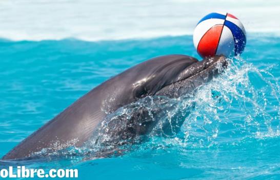 Plantean una moratoria a los nuevos delfinarios en la República Dominicana