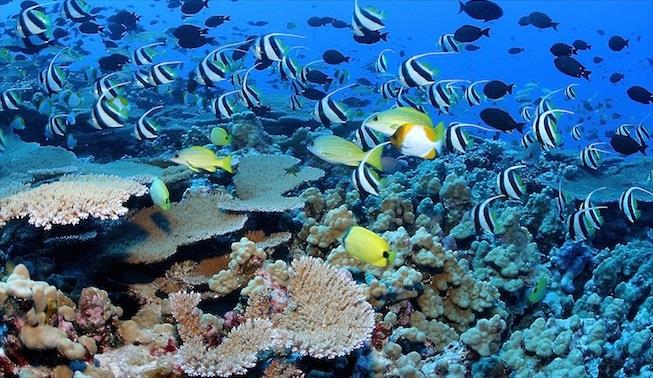 Los corales del Caribe pueden desaparecer en los próximos veinte años
