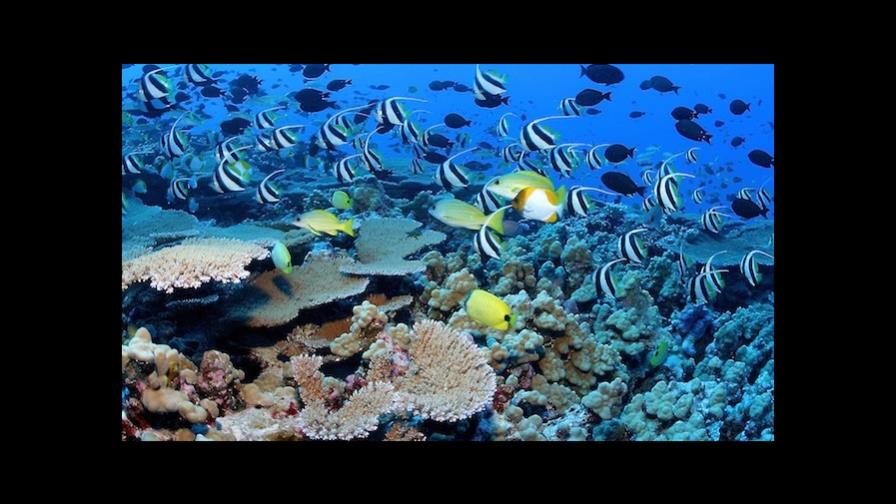 Los corales del Caribe pueden desaparecer en los próximos veinte años