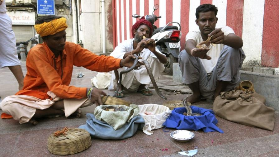 La India celebra el festival hindú de las serpientes