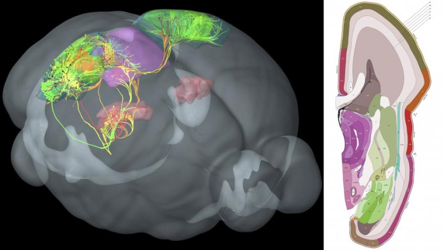 Científicos presentan un mapa con las conexiones del cerebro humano