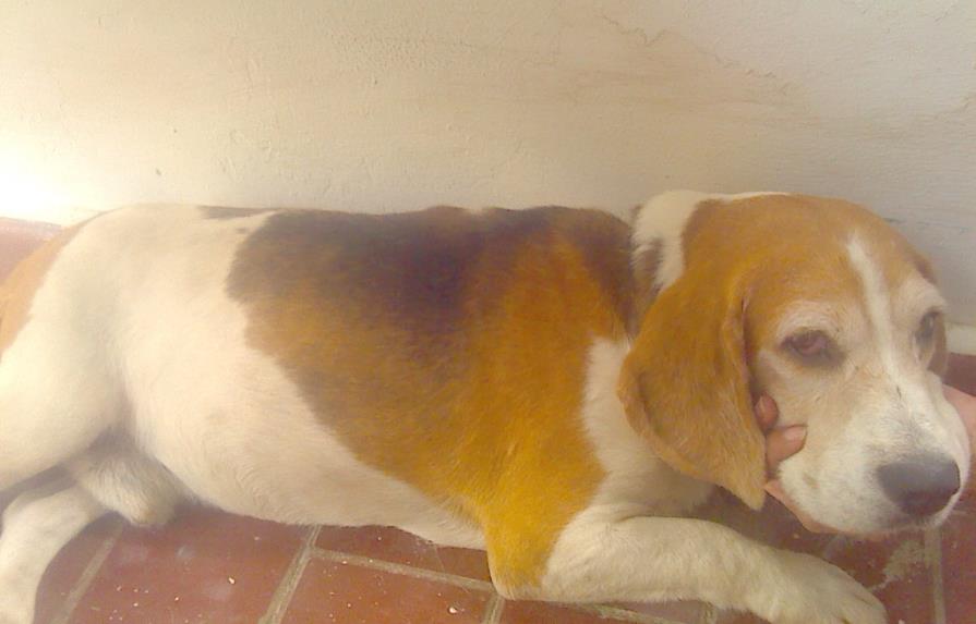 Buscan dueño de perro Beagle extraviado