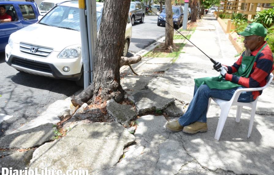 Árboles destruyen aceras de la calle Rosa Duarte