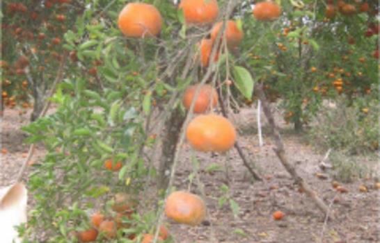 Plagas y enfermedades afectan producción de cítricos en el Este