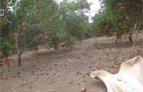 Plagas y enfermedades afectan producción de cítricos en el Este