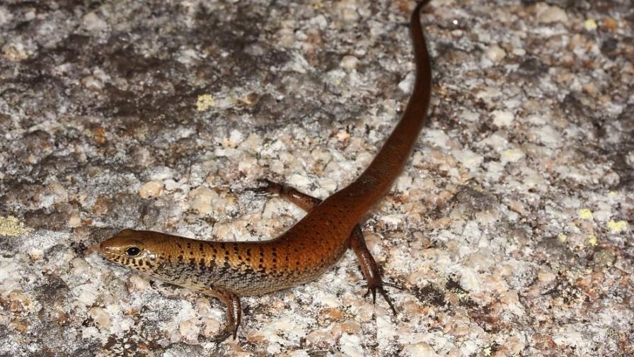 Descubren dos nuevas especies de lagartijas en una zona remota de Australia