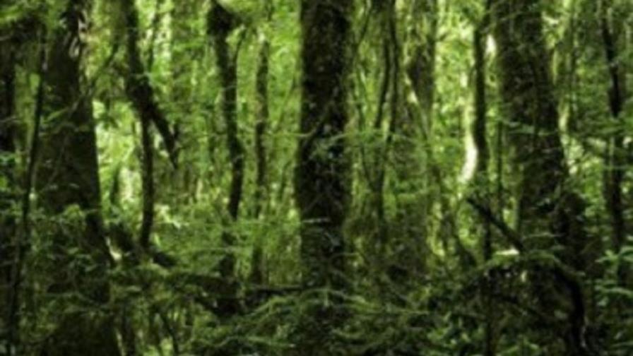 Los científicos explican la mayor diversidad de los bosques tropicales