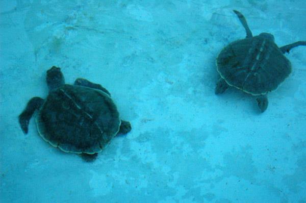El desove de tortugas en Florida registrará una gran temporada, según expertos