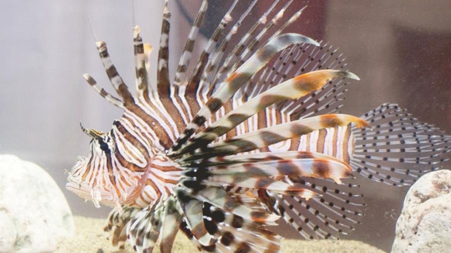 Piden comer pez león para salvar otras especies