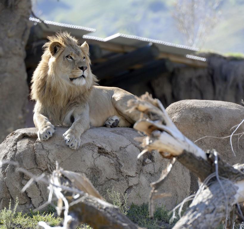 Roban un león de un centro de protección de animales en Sao Paulo