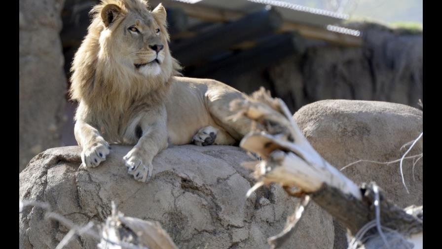 Roban un león de un centro de protección de animales en Sao Paulo