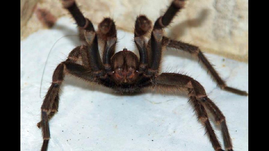 El canibalismo sexual de las tarántulas depende de su personalidad
