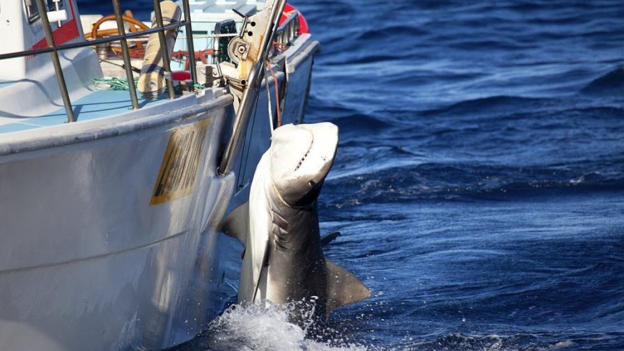 Científicos internacionales se oponen a la matanza de tiburones en Australia