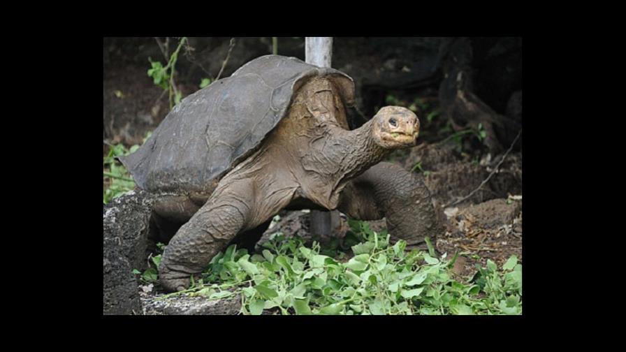 Exhibirán cuerpo tortuga gigante Solitario Jorge