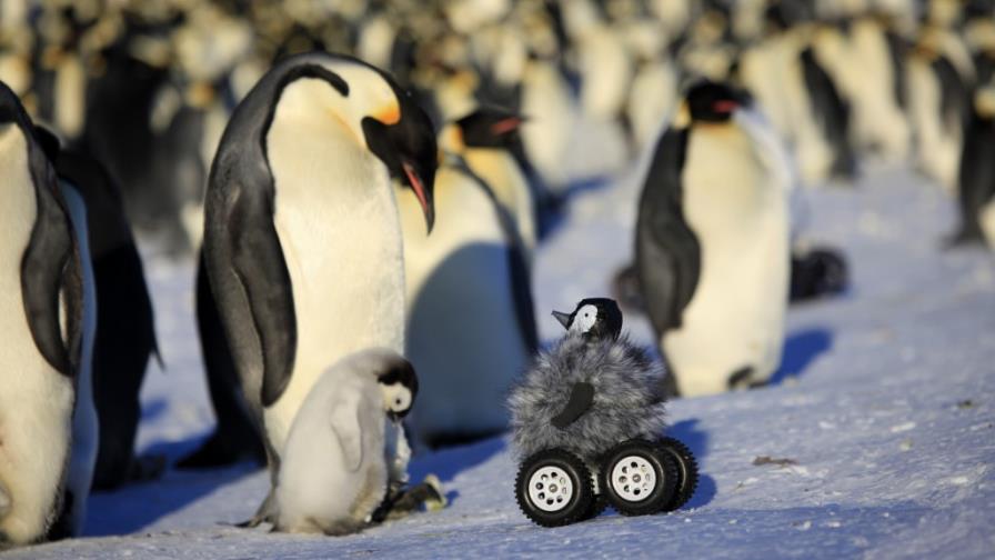 Espían a pingüinos con robot rodante disfrazado