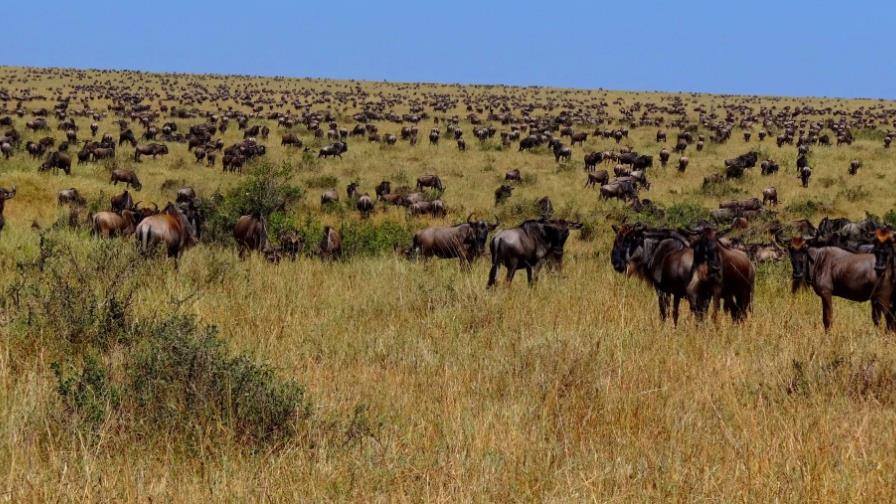 Cooperación internacional, clave para la protección de especies migratorias