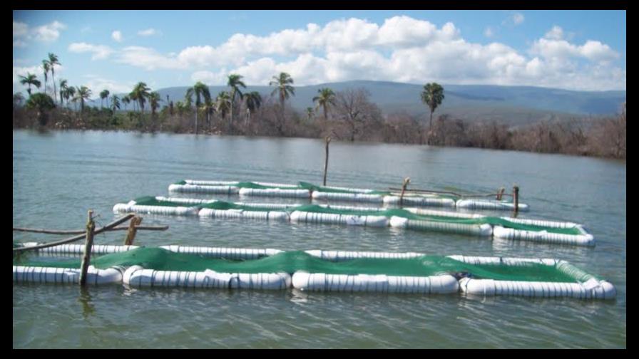 Crían tilapias en jaulas flotantes